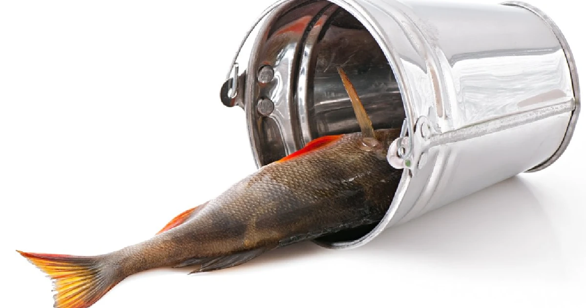 Imagem - Especialistas alertam: não coma os peixes dessa lista, que estão contaminados