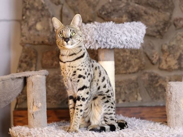 Imagem - 7 raças de gato mais enérgicas 