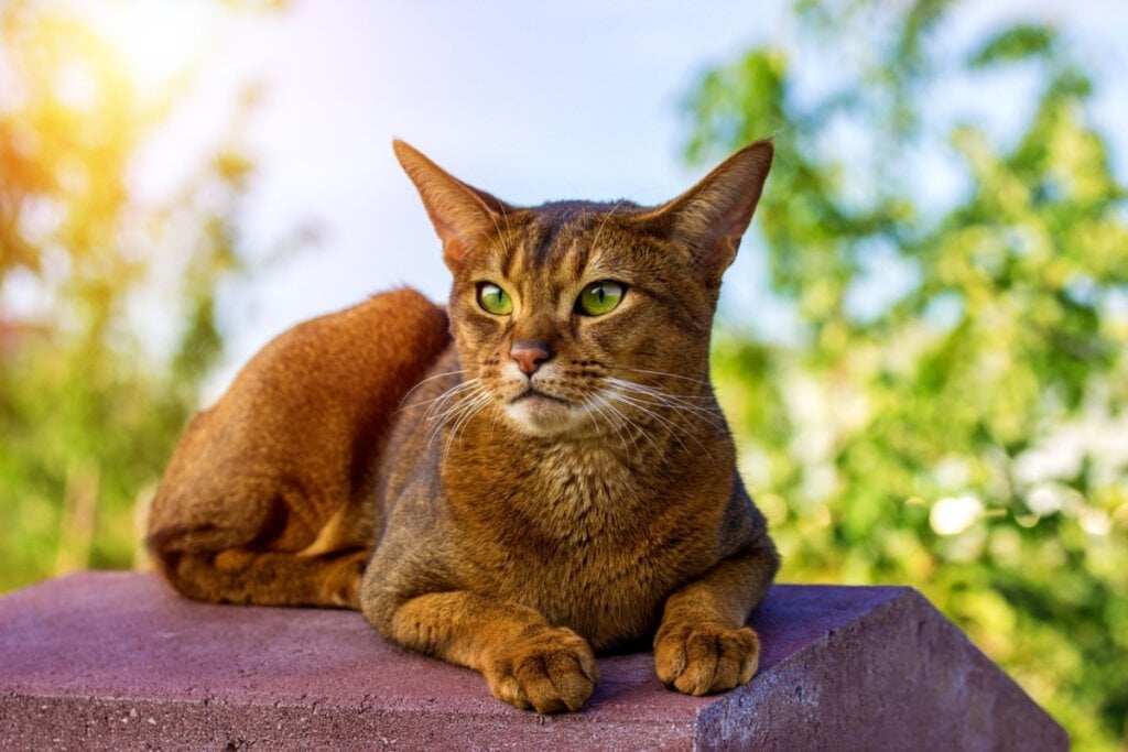 Os gatos da raça abissínio adoram correr, subir em móveis e explorar o ambiente (Imagem: Kyselova Inna | Shutterstock)