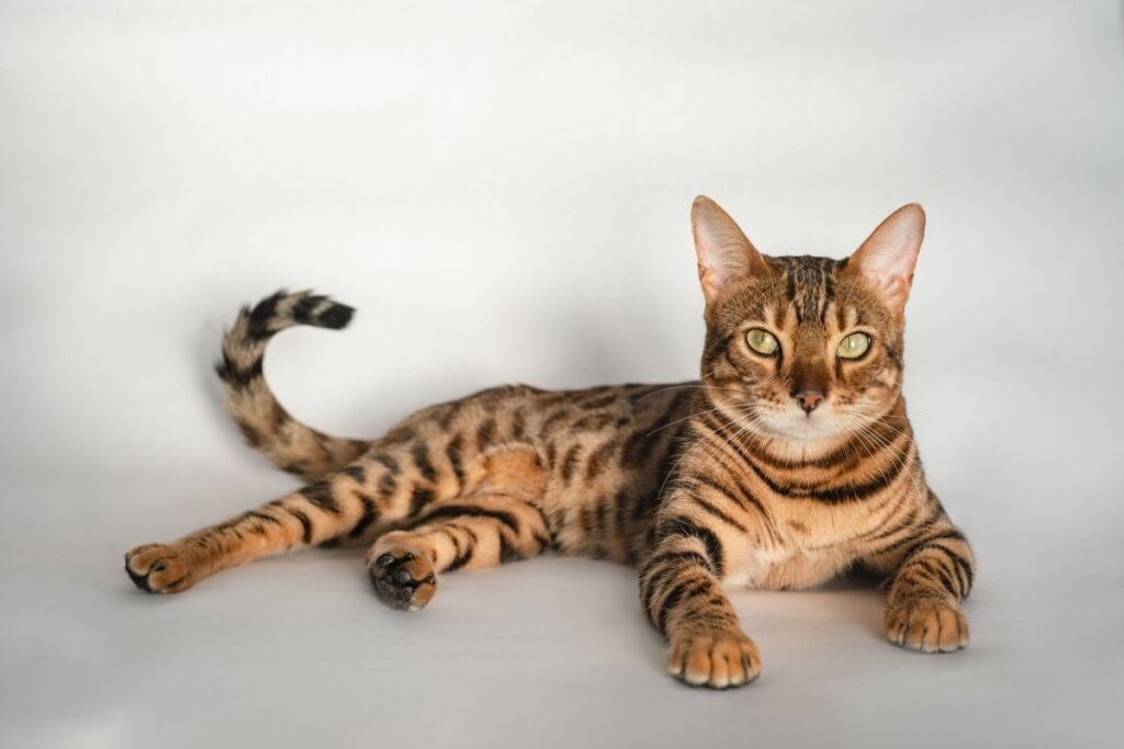 Os gatos da raça bengal têm pelagem que lembram um felino selvagem (Imagem: Koshkina Tatiana | Shutterstock)