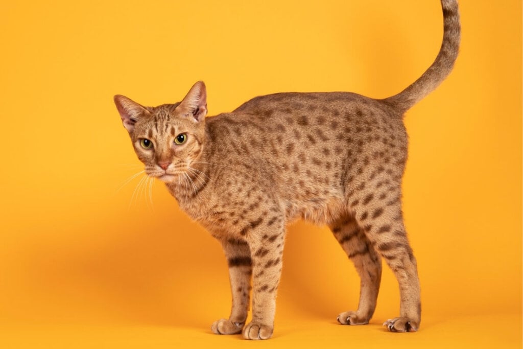 Os gatos da raça ocicat têm aparência selvagem e pelagem manchada(Imagem: Nynke van Holten | Shutterstock)