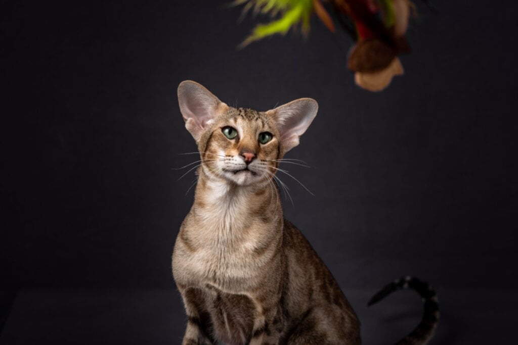 Os gatos da raça oriental shorthair são inteligentes, afetuosos e ativos (Imagem: Evgeniia Shikhaleeva | Shutterstock)