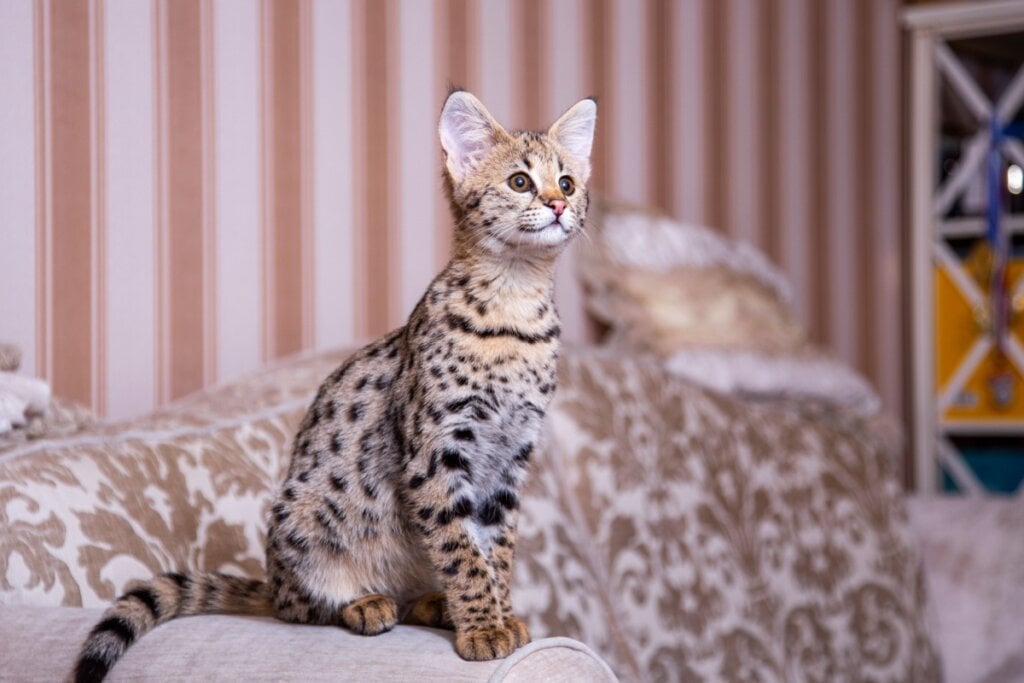 Os gatos da raça savannah são ativos, inteligentes e independentes (Imagem: Kolomenskaya Kseniya | Shutterstock)