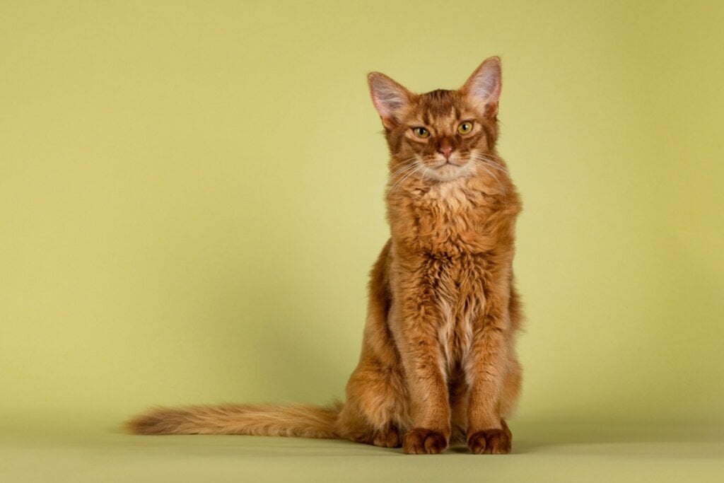 Os gatos da raça somali gostam de correr, escalar e explorar (Imagem: Nynke van Holten | Shutterstock)