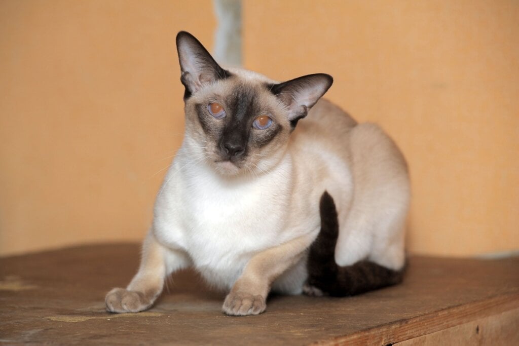 Os gatos siameses são companheiros agitados e afetuosos (Imagem: Anna Krivitskaya | Shutterstock)