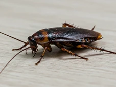 Imagem - Por que aparecem tantas baratas na sua casa? A ciência explica e revela riscos