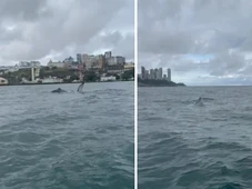 Imagem - Mágico! Baleias-jubarte são flagradas em Salvador