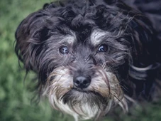 Imagem - Seu cachorro está esquecido? Pode ser alzheimer canino: os sinais que você precisa notar