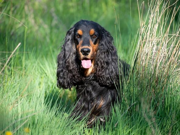 Imagem - 7 raças de cachorro com orelhas grandes 