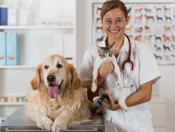 Imagem - 7 doenças renais comuns em animais de estimação