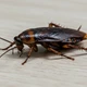 Imagem - Por que aparecem tantas baratas na sua casa? A ciência explica e revela riscos
