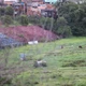 Imagem - Cavalos, mato e abandono: vendido pelo Bahia, estado do Fazendão impressiona