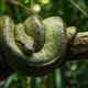 Imagem - Como uma cobra gigante de 80 kg consegue subir em árvores?