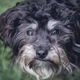 Imagem - Seu cachorro está esquecido? Pode ser alzheimer canino: os sinais que você precisa notar