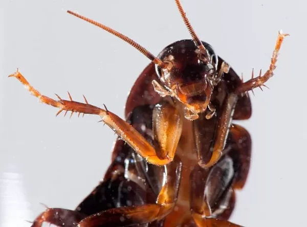 Barata por Shutterstock
