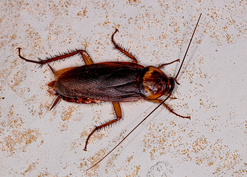 Barata por Shutterstock