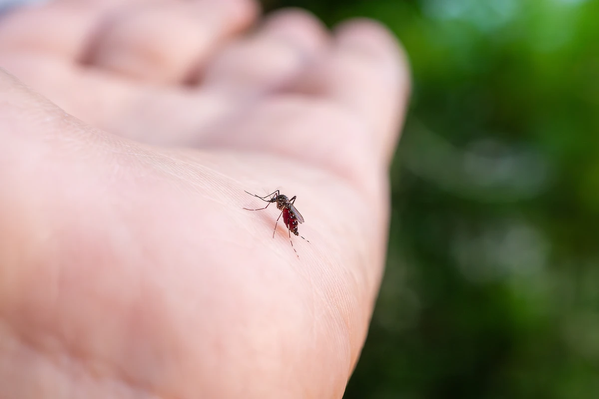 Cuidados com mosquitos são necessários por Shutterstock