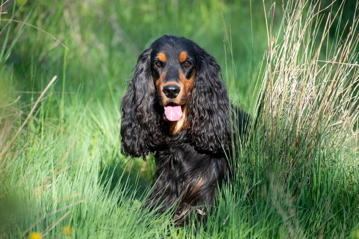 Algumas raças de cachorro se destacam pelo tamanho das orelhas (Imagem: cynoclub | Shutterstock)