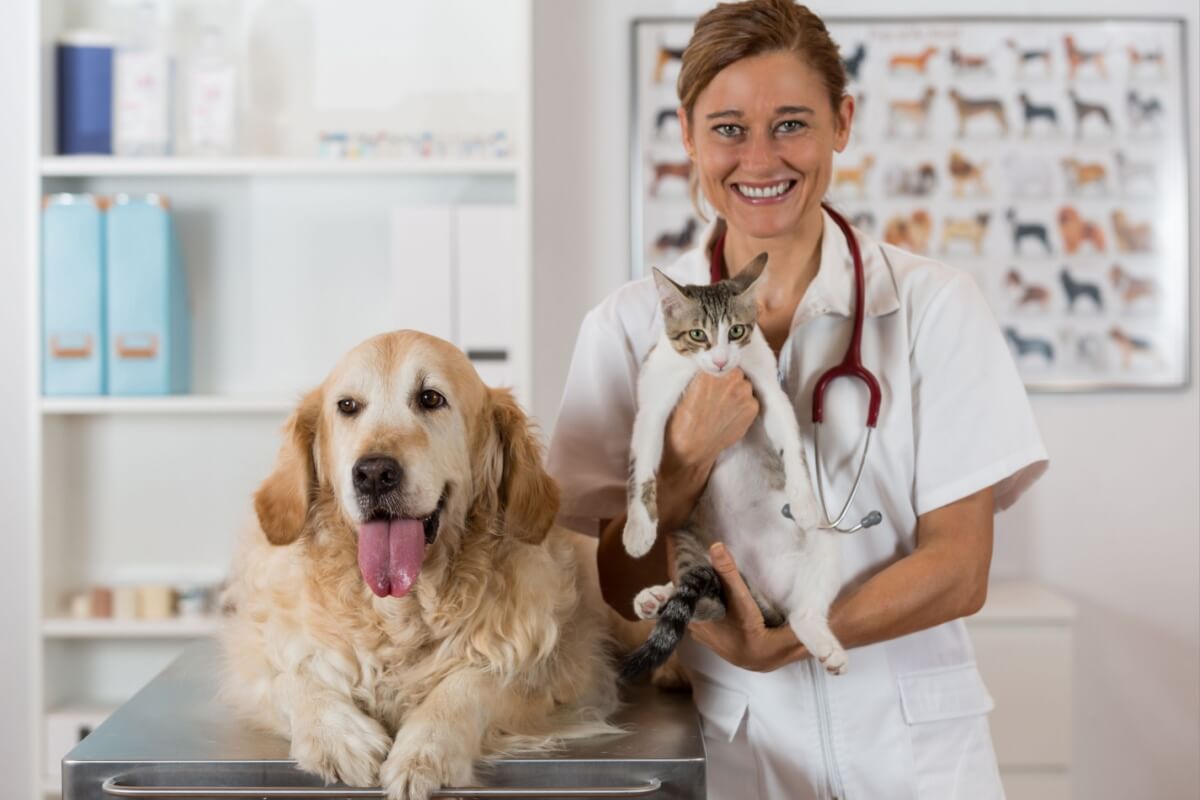 As doenças renais são comuns em cães e gatos (Imagem: 135pixels | Shutterstock)