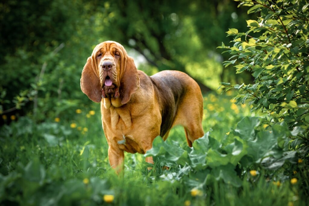 As orelhas grandes e pendentes do bloodhound são fundamentais para o seu olfato apurado (Imagem: Glikiri | Shutterstock)