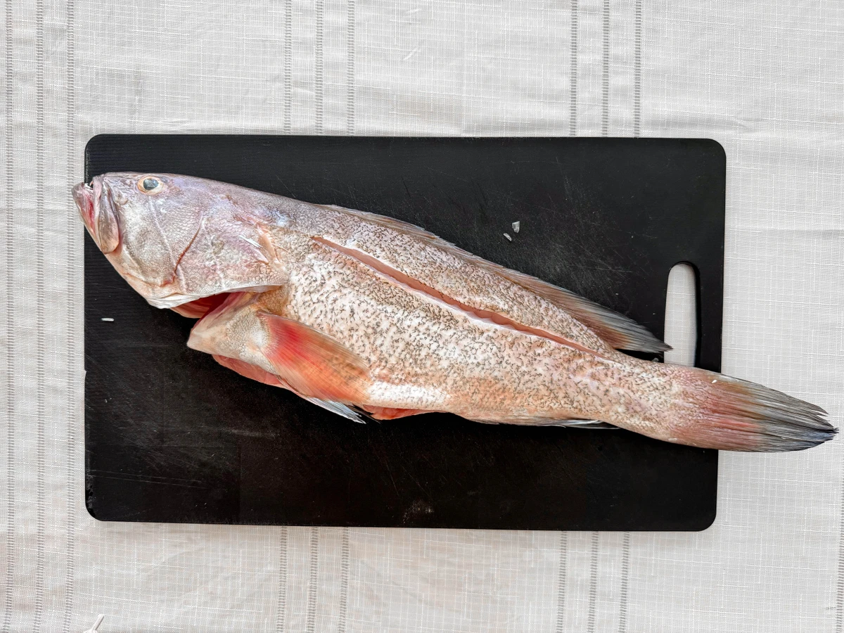 Garoupa por Shutterstock