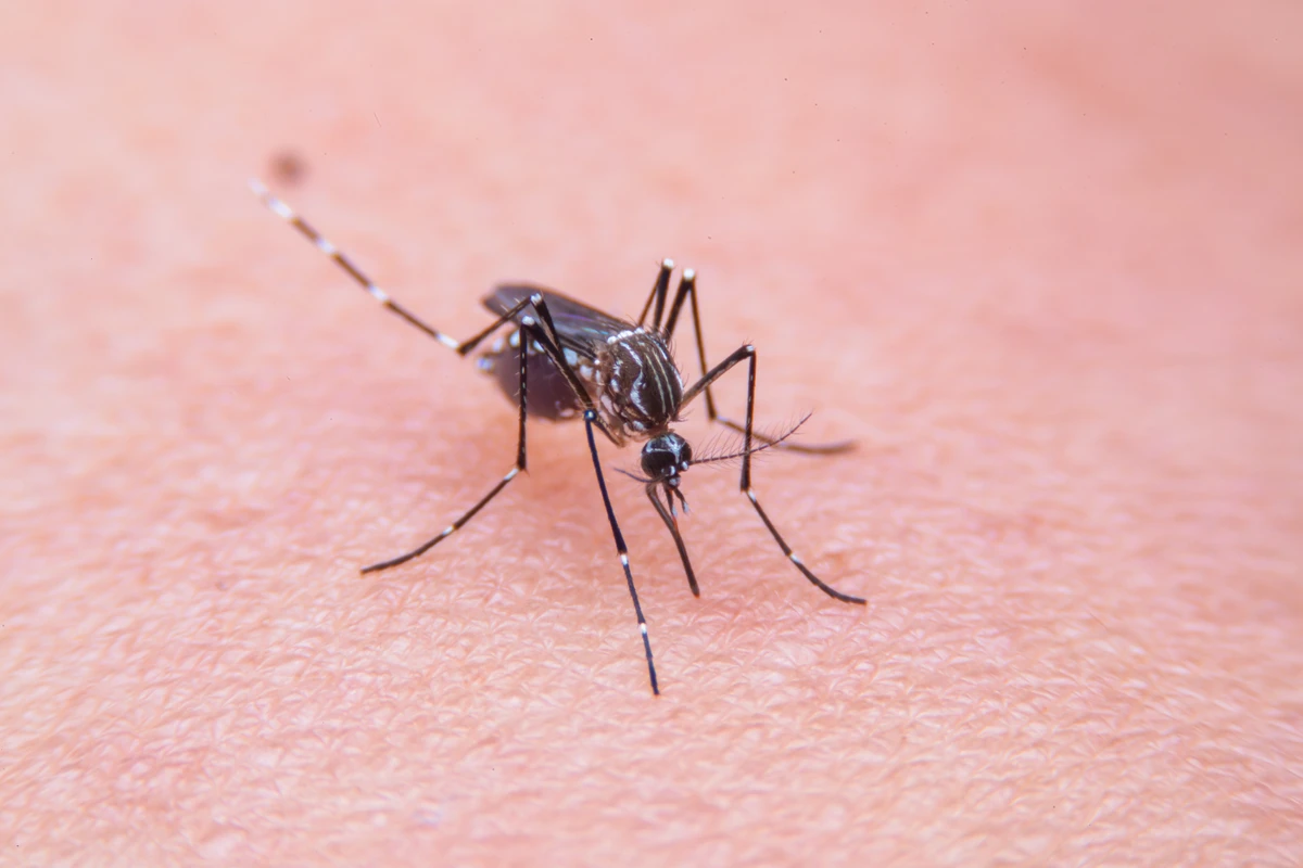 Mosquitos podem transmitir doenças por Shutterstock