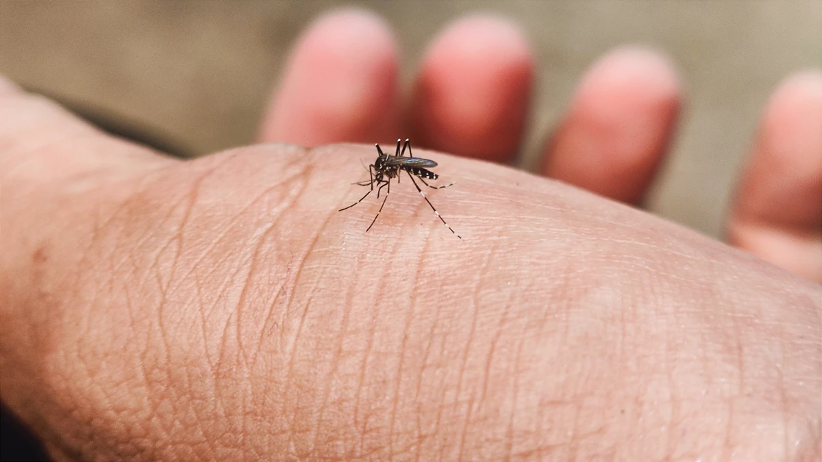 Mosquitos são atraidos pro alguns por Shutterstock