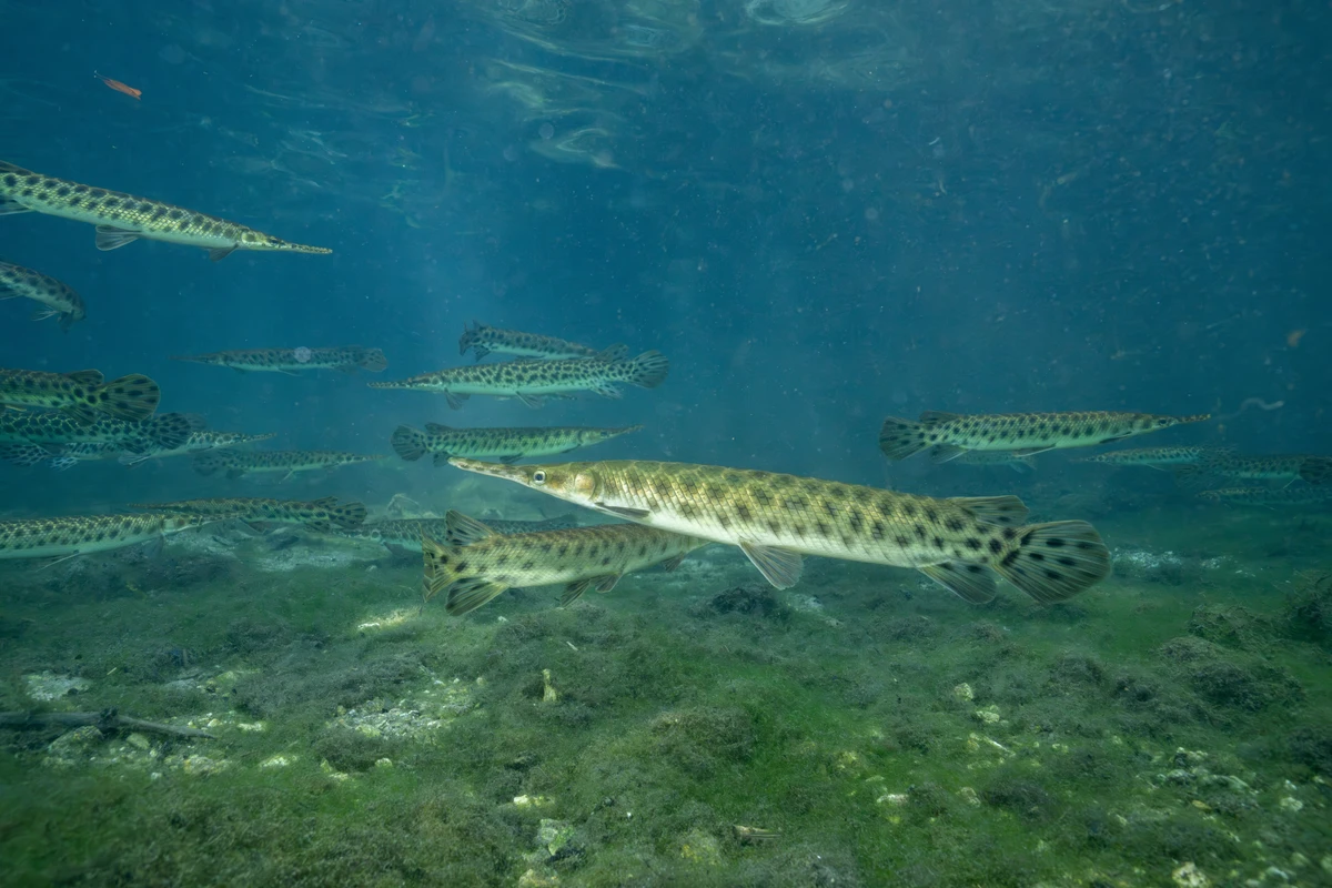 Peixe-agulha por Shutterstock