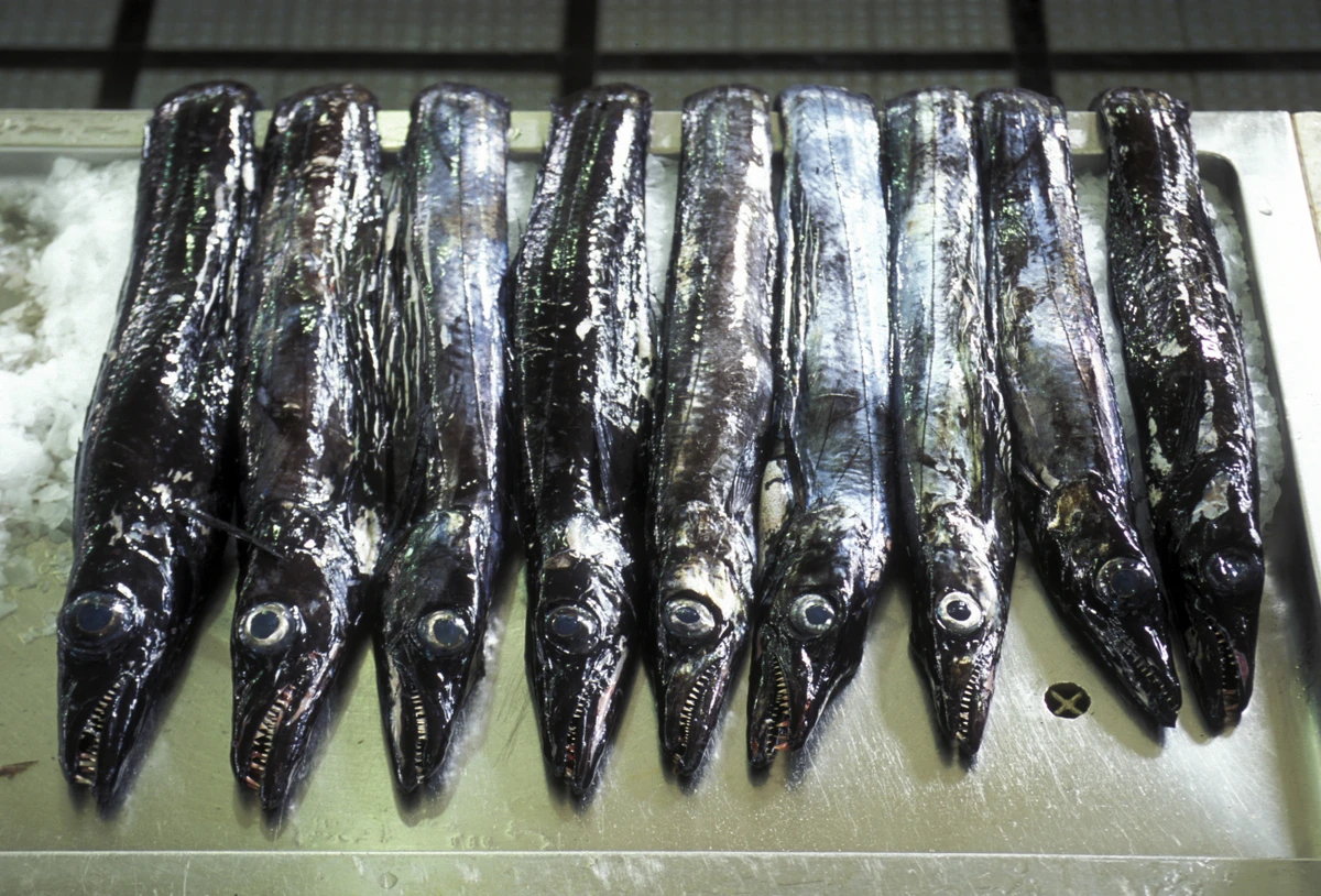 Peixe-espada por Shutterstock