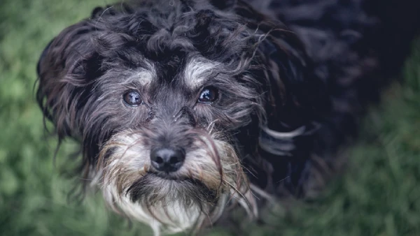 Saiba como identificar e cuidar de um cachorro com disfunção cognitiva
