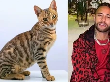 Imagem - Mãe de Neymar faz apelo por gatinha da família que sumiu em Santos