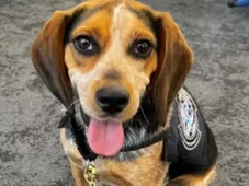 Imagem - Turista é preso em aeroporto após chutar cão farejador da alfândega