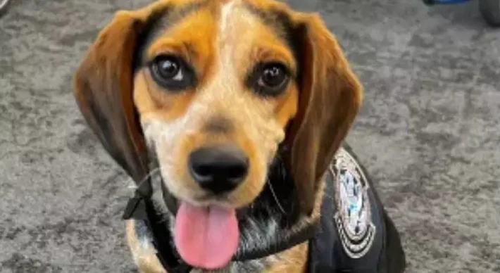 Imagem - Turista é preso em aeroporto após chutar cão farejador da alfândega