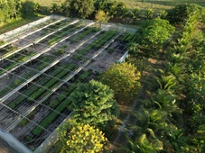 Imagem - Neoenergia aposta na economia verde e investe R$ 55 milhões na recuperação da Mata Atlântica