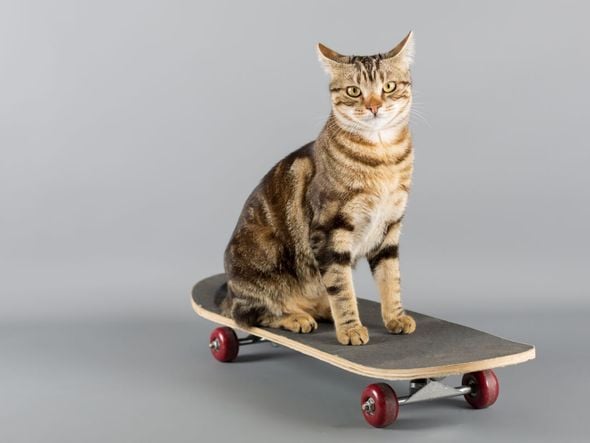 Imagem - Sem inspiração? Conheça 12 nomes de atletas para gatos