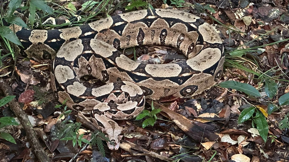 Cobra