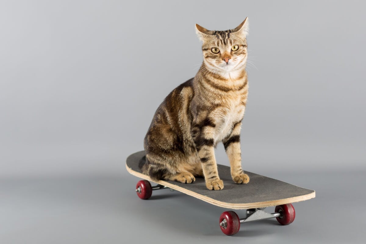 Personalidades do mundo esportivo podem servir de inspiração para ótimos nomes de gatos (Imagem: 135pixels | Shutterstock)