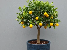 Imagem - 4 árvores frutíferas que você pode cultivar em vasos