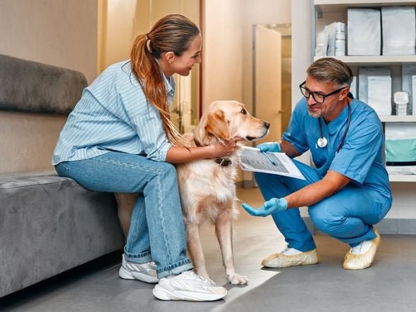 Imagem - 8 dicas para escolher o melhor veterinário para o seu pet 