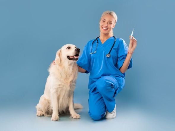 Imagem - 5 dicas para vacinar seu pet sem comprometer o orçamento