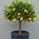 Imagem - 4 árvores frutíferas que você pode cultivar em vasos