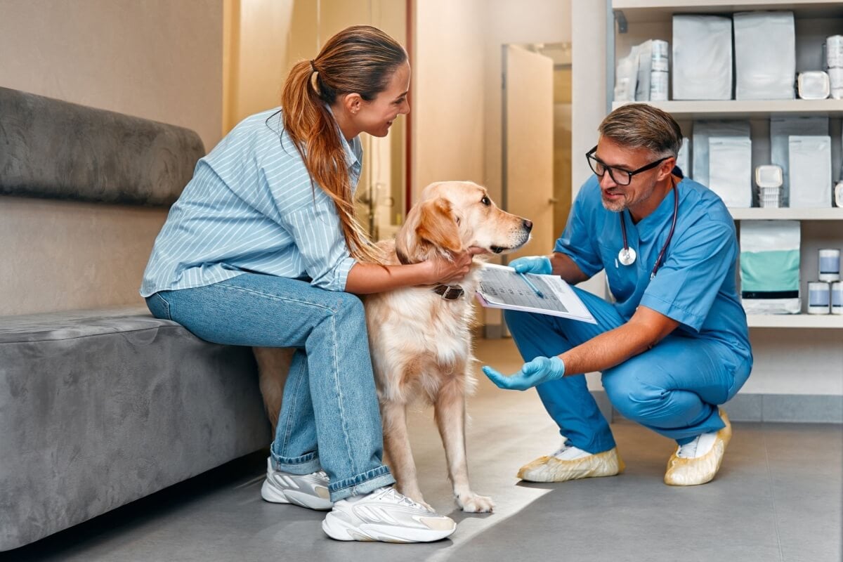 Escolher um bom veterinário é importante para a qualidade de vida do animal (Imagem: ORION PRODUCTION | Shutterstock) 