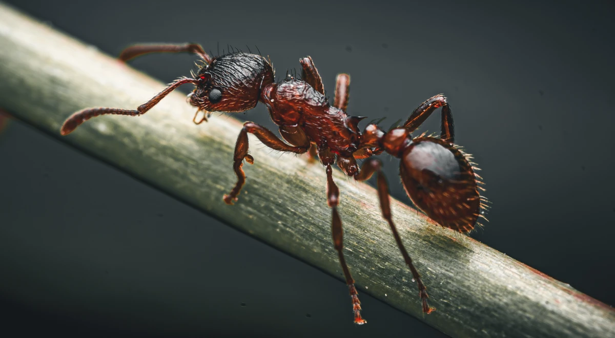 Formiga por Shutterstock