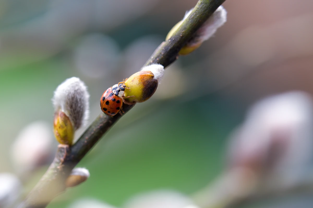 Joaninha por Shutterstock