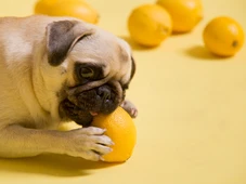 Imagem - Cachorro pode comer limão? Veja o que explicam os especialistas