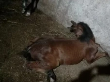 Imagem - Ministério da Agricultura determina recolhimento de ração após morte de mais de 600 cavalos no país