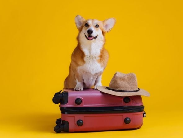 Imagem - Veja como se preparar para viajar com o seu animal