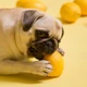 Imagem - Cachorro pode comer limão? Veja o que explicam os especialistas