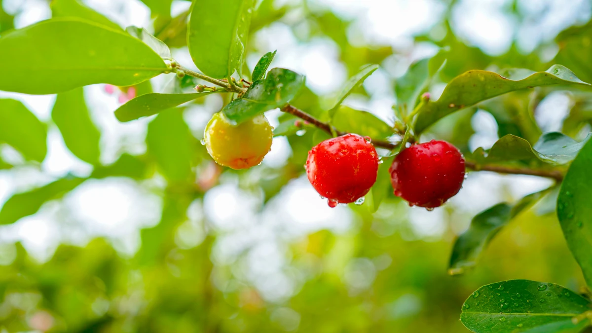 Acerola no pé por Shutterstock