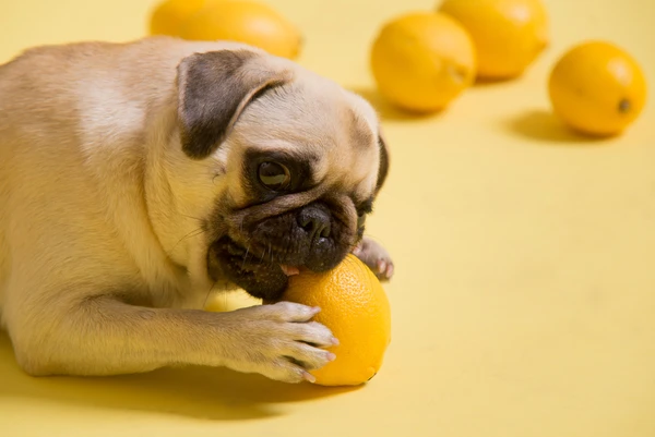 Bulldog mordendo limão